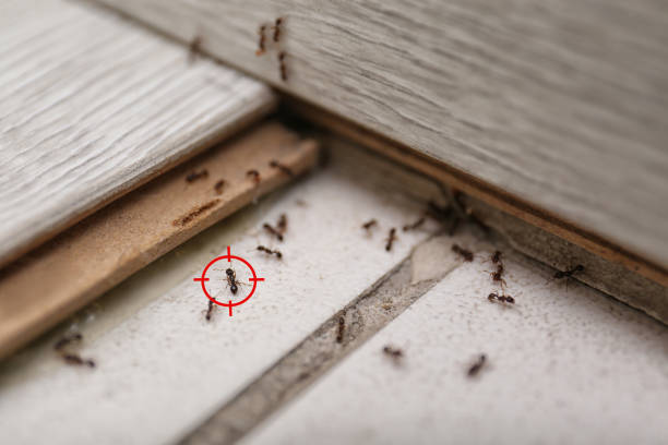 Best Rat Extermination Near Me  in Lebanon, IL